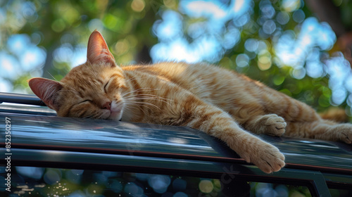 Sleeping Cat Enjoying a Nap on Car Roof