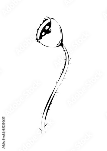 Stachelige Blume