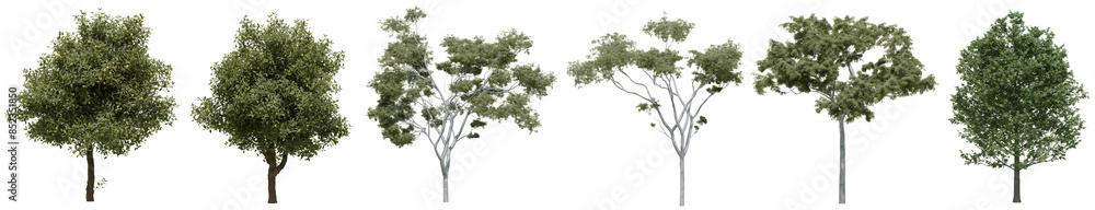 Collection of realistic large woods trees with isolated on transparent background. PNG file, 3D rendering illustration, Clip art and cut out Collection of realistic large woods trees with isolated on transparent background. PNG file, 3D rendering illustration, Clip art and cut out