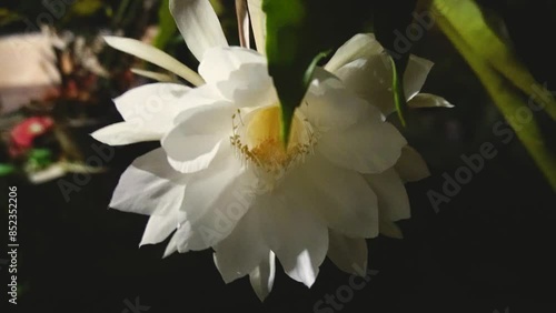Night Queen or Brahma Kamal blooming in the night- this flower blooms only at night time