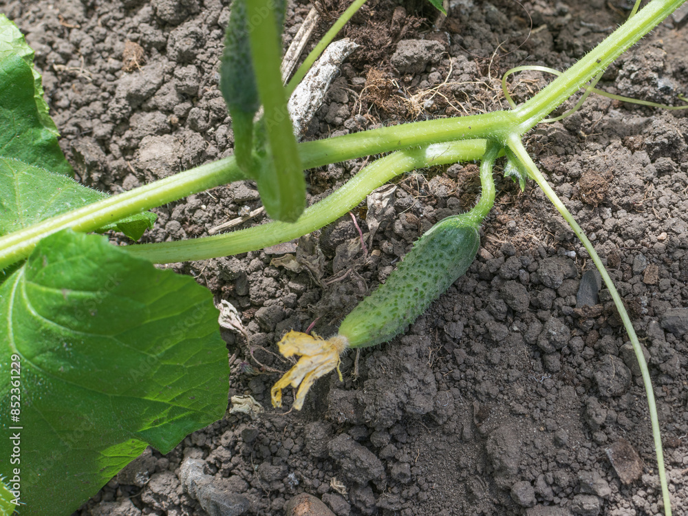 Young Cucumber Growing on Vine in Garden with Fresh Green Leaves and Soil Young Cucumber Growing on Vine in Garden with Fresh Green Leaves and Soil