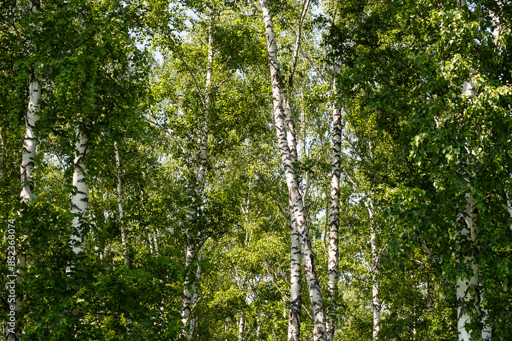 Fototapeta premium Birch trees. Atmospheric summery woods.