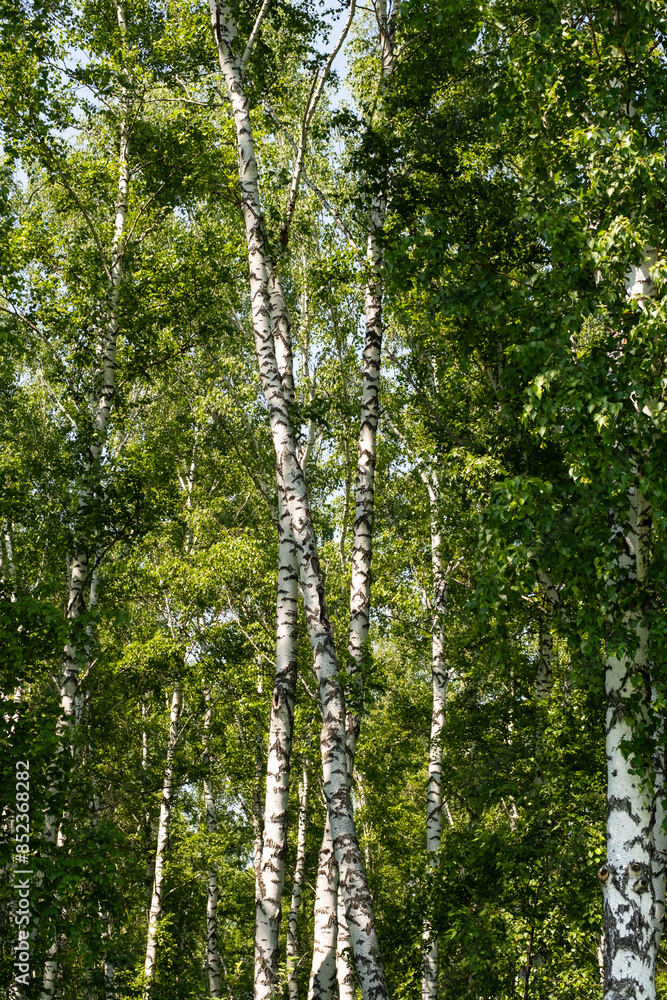 Fototapeta premium Birch trees. Picturesque summery woods.