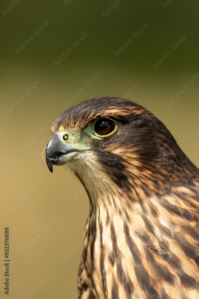 close up of a falcon close up of a falcon
