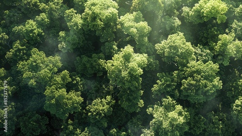 Forest view from above in sunlight