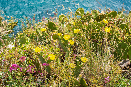 Valokuva Fleurs sauvages de méditerranée