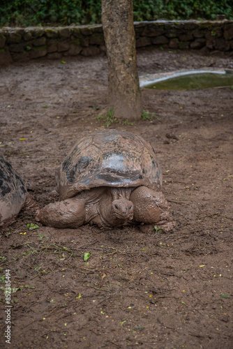 Giant tortoise in the mud in Mauritius