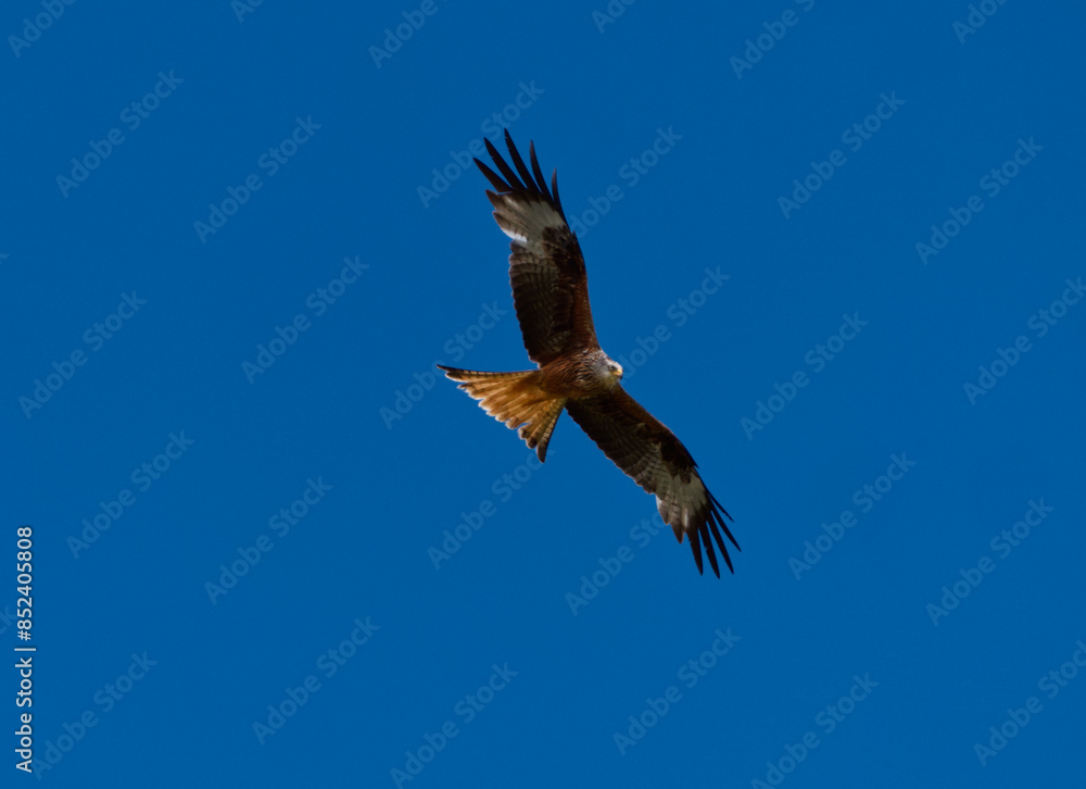 Red kite in flight Red kite in flight