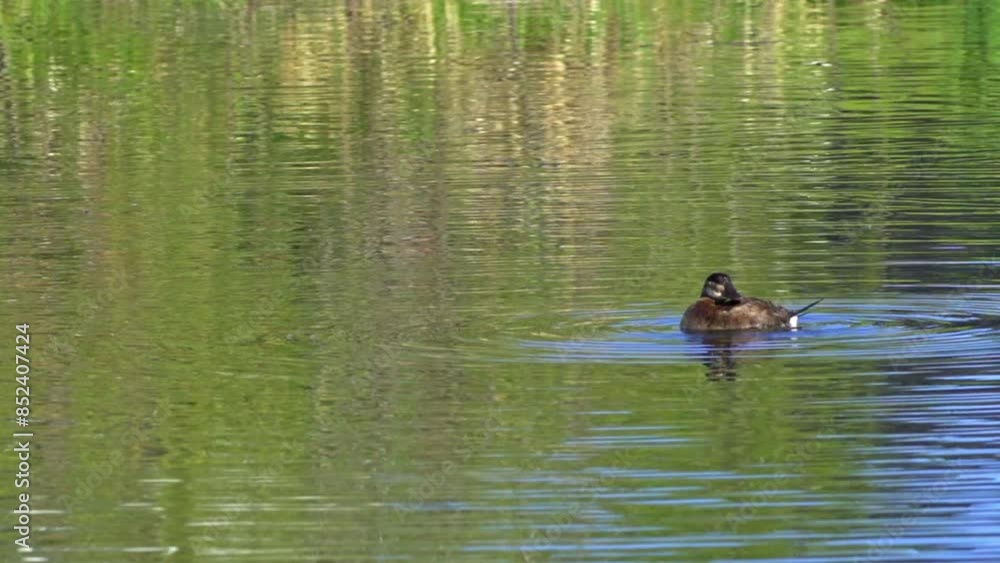 Ruddy Duck in Spring: Male and Female Behavior in a Lake in Edmonton, Canada
Ruddy Duck in Spring: Male and Female Behavior in a Lake in Edmonton, Canada