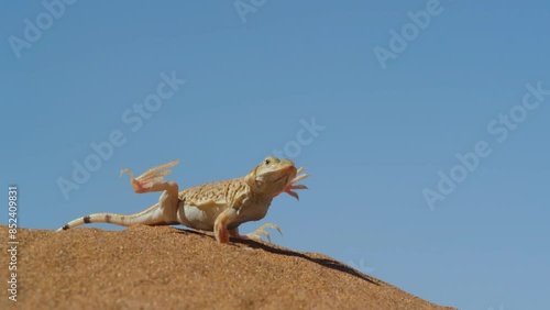 A desert lizard raising its legs and arms alternately due to the heat of the sand
