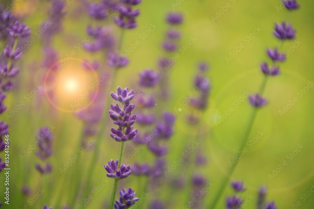 Naklejka premium Homöopathie lavendel