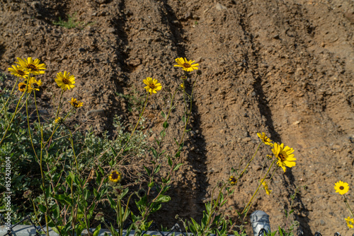 Encelia californica，flowering plant in the family Asteraceae，California brittlebush，California coast sunflower and California bush sunflower.  Palisades Park, Santa Monica, Los Angeles, California photo