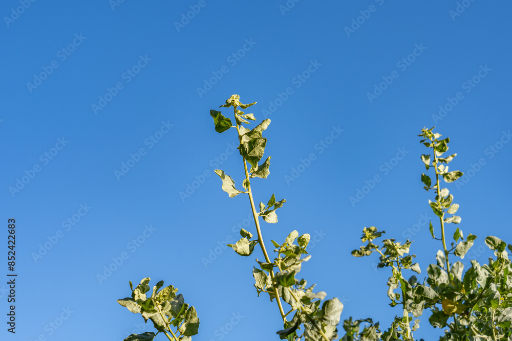 Obraz premium Atriplex lentiformis (quail bush, big saltbrush, big saltbush, quailbrush, lenscale, len-scale saltbush and white thistle) saltbush. Palisades Park, Santa Monica, Los Angeles, California