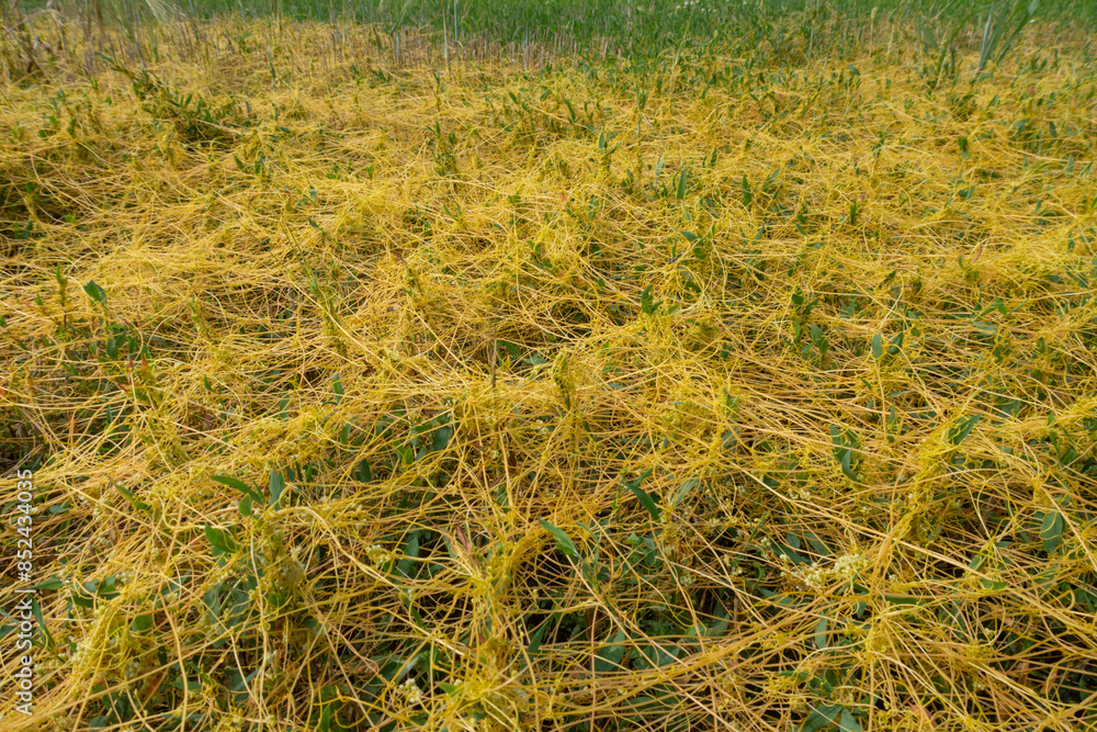 Cuscuta campestris Dodder