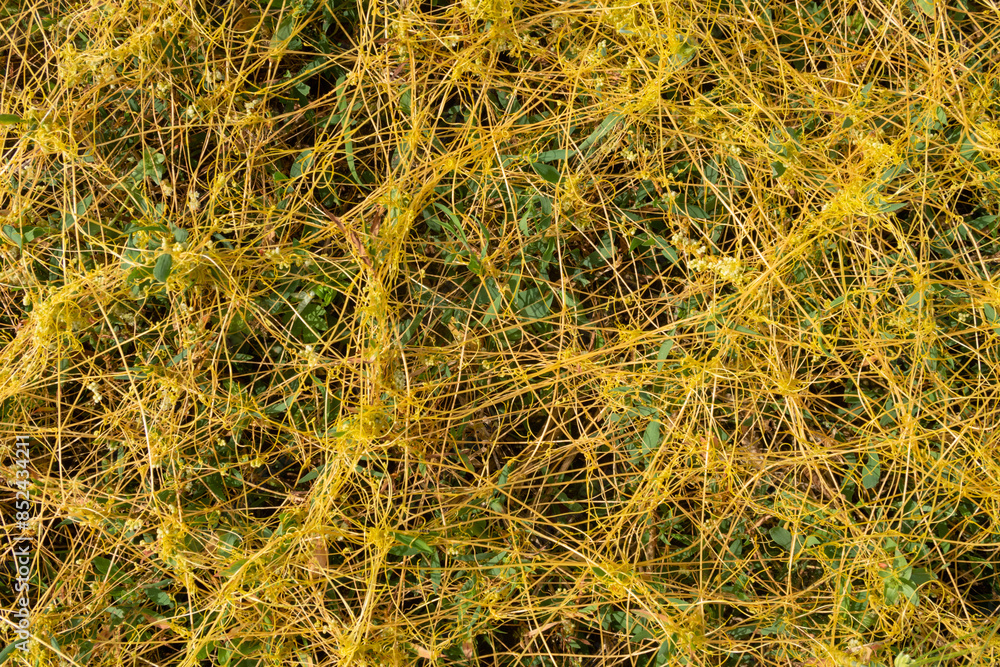 Cuscuta campestris Dodder