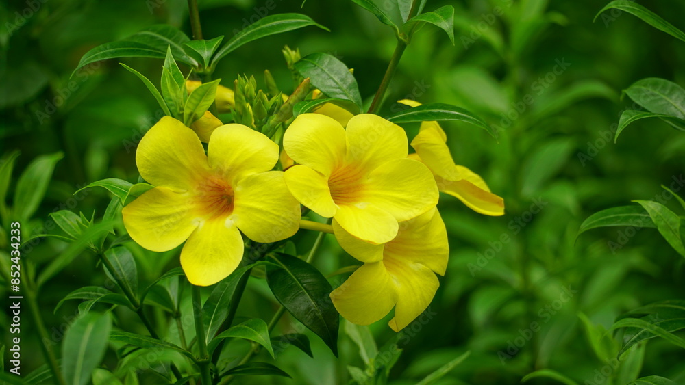 Yellow Allamanda cathartica flowers bloom in the garden Yellow Allamanda cathartica flowers bloom in the garden