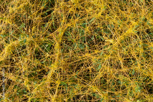 Obraz na płótnie Cuscuta campestris Dodder w salonie