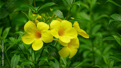 Yellow Allamanda cathartica flowers bloom in the garden