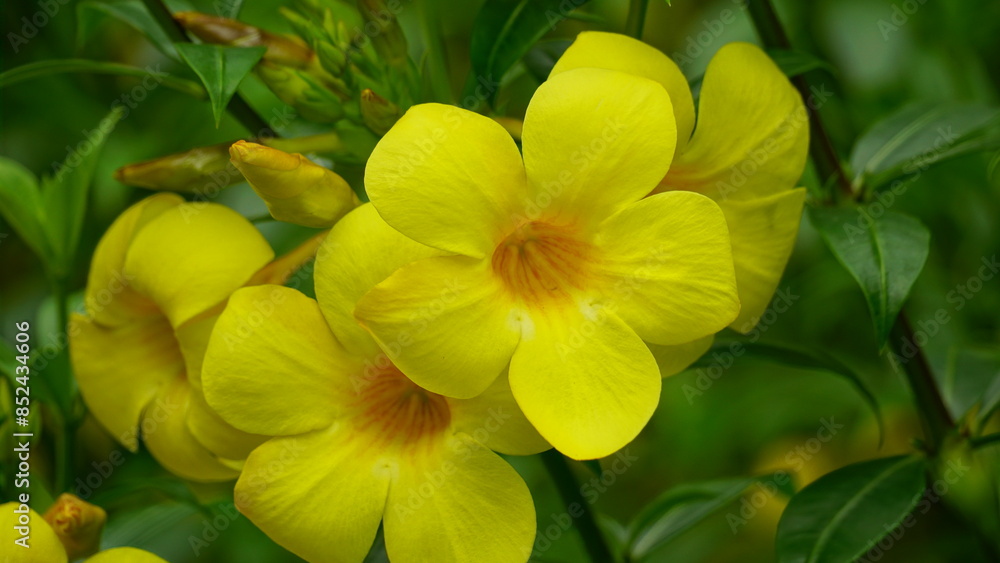 Yellow Allamanda cathartica flowers bloom in the garden Yellow Allamanda cathartica flowers bloom in the garden