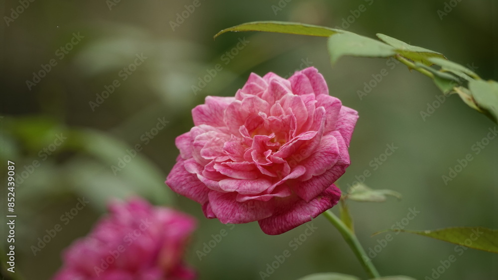 Close-up of blooming roses on a natural background Close-up of blooming roses on a natural background