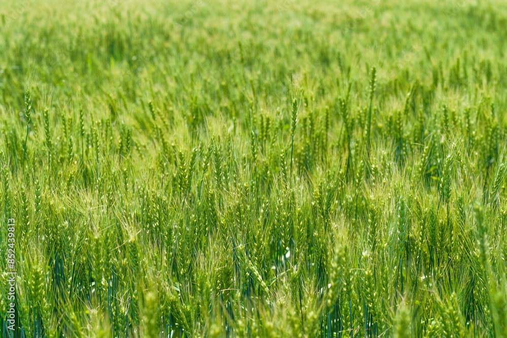 Obraz premium Barley fields about to mature in June in Northeast China
