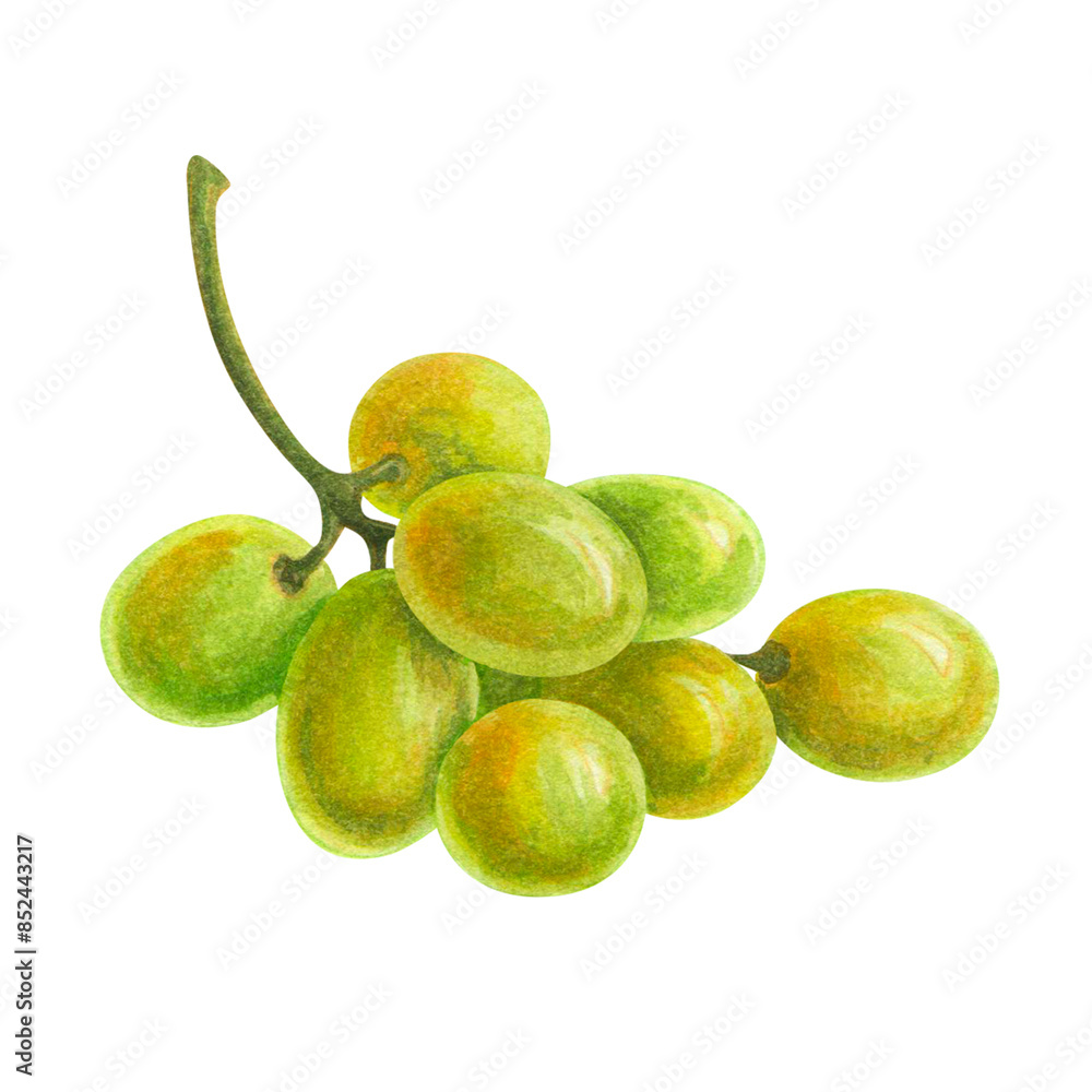 Watercolor small bunch of wine grapes. Hand drawn horizontal element for design of wine lists, menus, labels, patterns for wineries, restaurants, decorative packaging, cards and kitchen textiles. Watercolor small bunch of wine grapes. Hand drawn horizontal element for design of wine lists, menus, labels, patterns for wineries, restaurants, decorative packaging, cards and kitchen textiles.