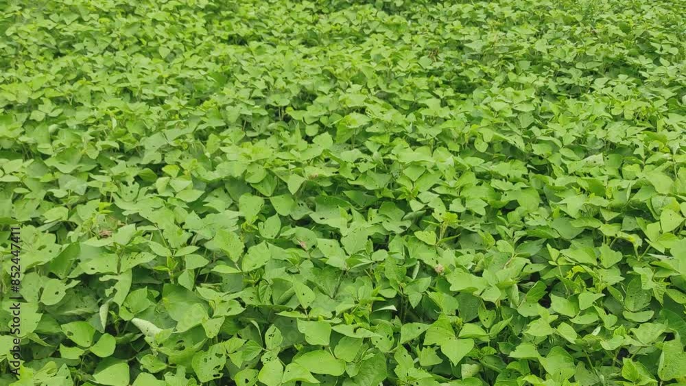 Green Mung bean crop close up in agriculture field, Mung bean green pods (Vigna radiata) and mung bean leaves on the mung bean stalk Green Mung bean crop close up in agriculture field, Mung bean green pods (Vigna radiata) and mung bean leaves on the mung bean stalk