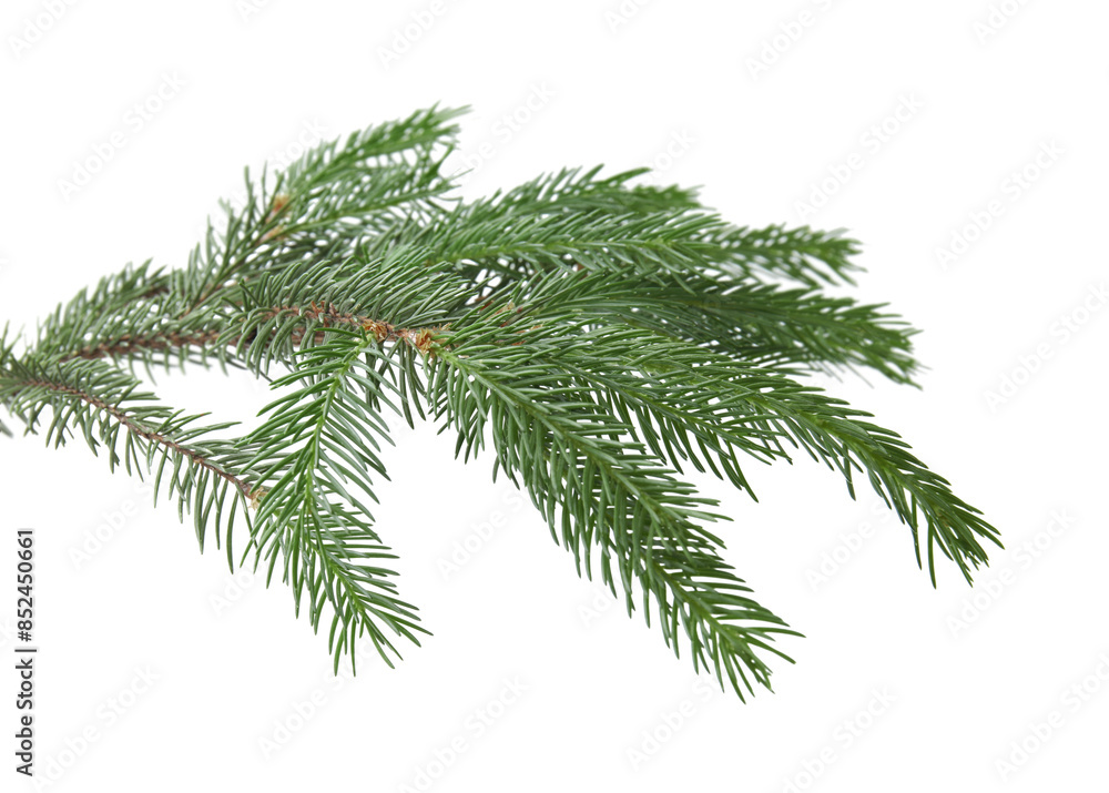 Green pine tree branch isolated on white Green pine tree branch isolated on white