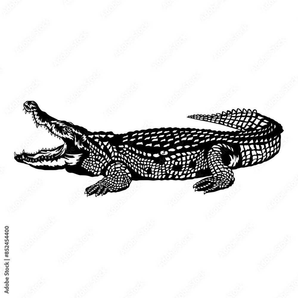 Fototapeta premium Alligator