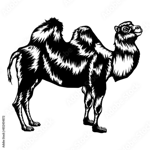 Bactrian Camel