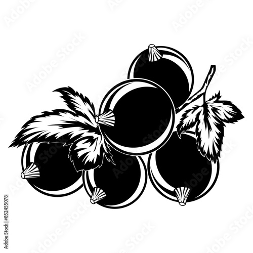 Black Currant