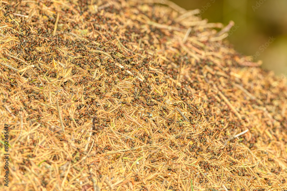 Naklejka premium ants swarming on an anthill