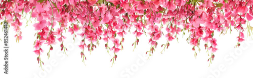 Hanging flowers from above or climbing the wall. Creeper isolated on white background.