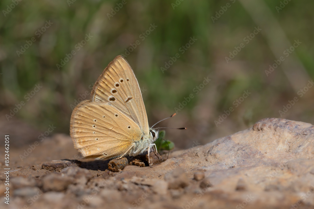 Fototapeta premium little butterfly taking minerals from the ground, Anatolian Furry Blue, Polyommatus antidolus