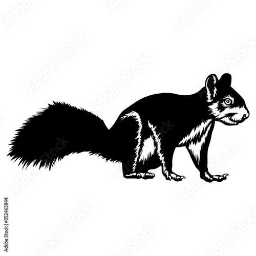 Squirrel