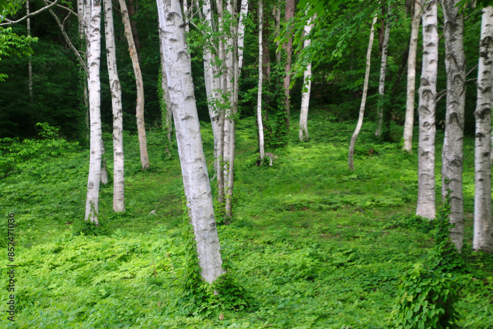 Obraz premium 白樺林・黒森展望台(秋田県・仙北市)