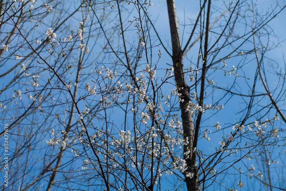 Obraz premium Fresh outdoor wild flowers, fresh flowers, cherry blossom plants