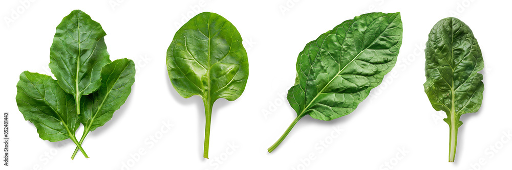 A set of Sorrels vegetable leaves isolated on a transparent background A set of Sorrels vegetable leaves isolated on a transparent background