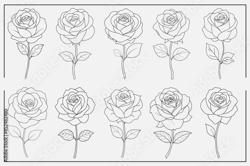 rose outline set flower vector illustration