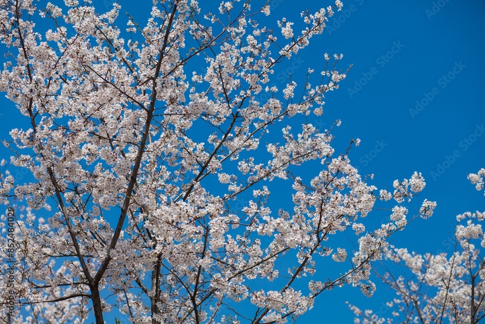 Fresh outdoor wild flowers, fresh flowers, cherry blossom plants Fresh outdoor wild flowers, fresh flowers, cherry blossom plants