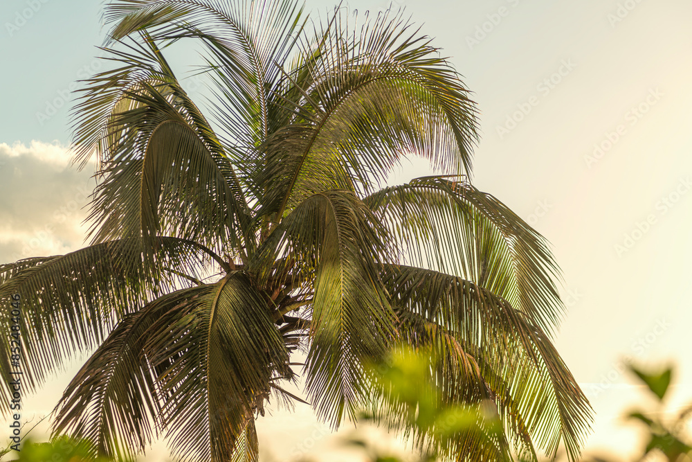 Fototapeta premium tropical palm tree on blue sky background sunset holiday vacation