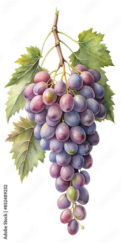 Fototapeta premium bunch of grapes