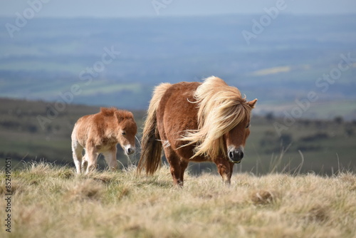 a young pony foal on the top of Dartmoor 