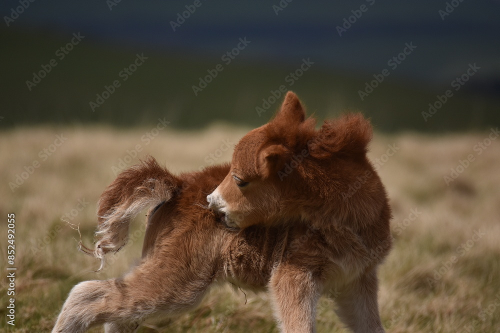 a young pony foal on the top of Dartmoor a young pony foal on the top of Dartmoor