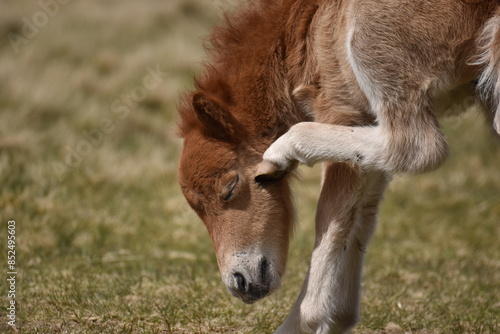 a young pony foal on the top of Dartmoor 