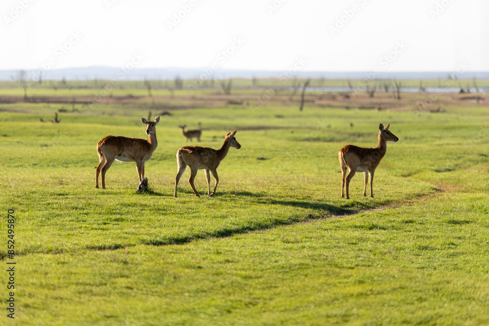 Naklejka premium View of the gazelle on the lawn