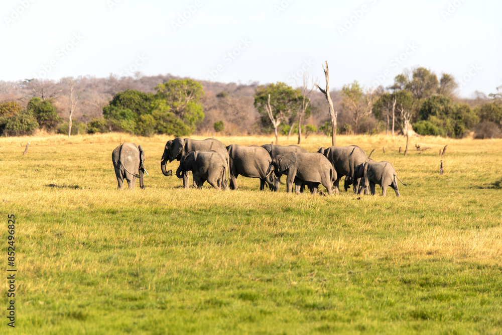 Naklejka premium View of the elephants moving on the meadow
