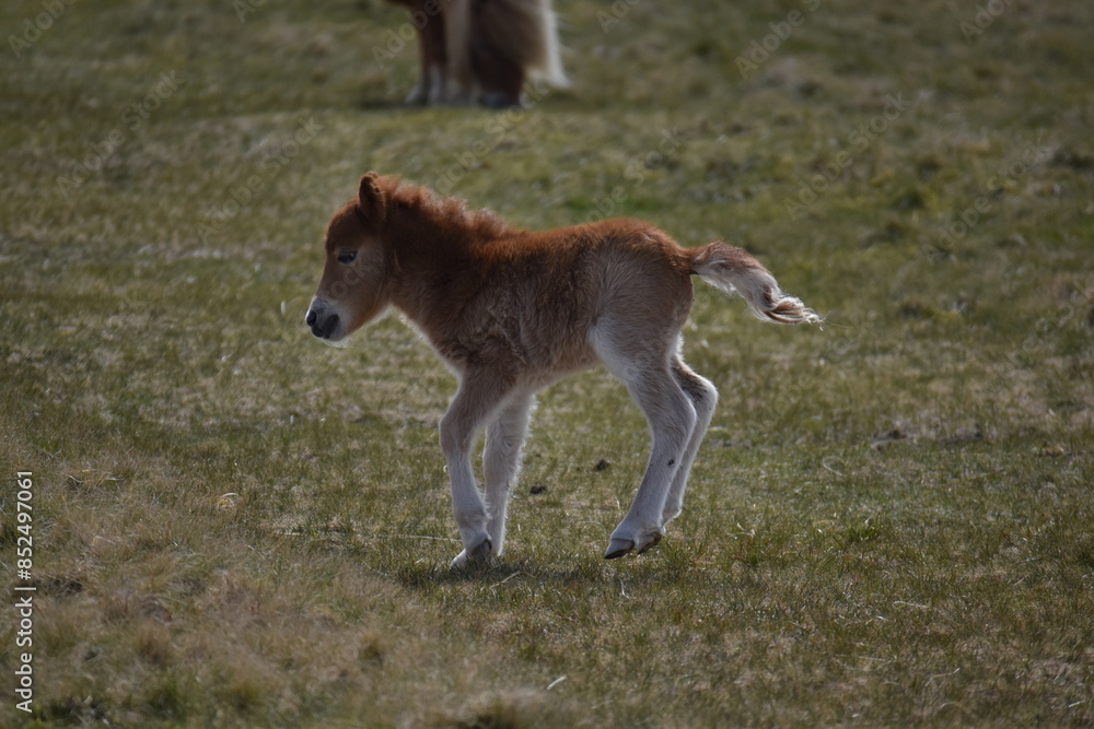 a young pony foal on the top of Dartmoor a young pony foal on the top of Dartmoor