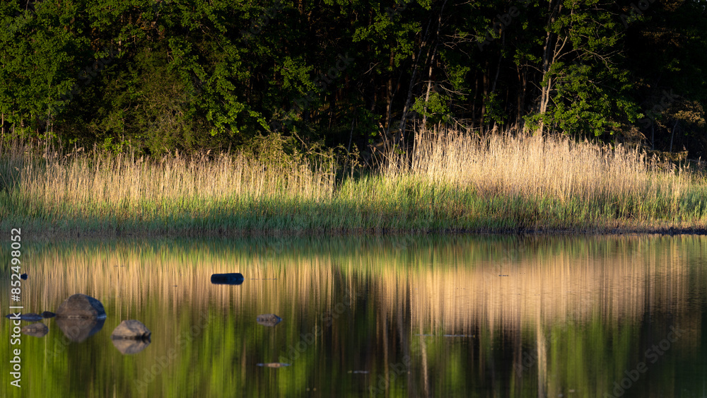 Landscape in early morning light with calm water, rocks and reeds reflecting in water at sunrise Landscape in early morning light with calm water, rocks and reeds reflecting in water at sunrise