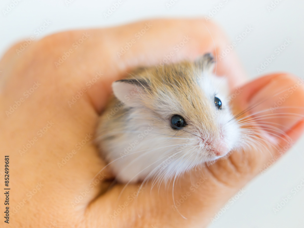 Roborovski's hamster in human hand, Phodopus roborovski, desert hamster, Robo's dwarf hamster is the smallest hamster of the genus Phodopus. Small rodent, desert inhabitant of Central Asia Roborovski's hamster in human hand, Phodopus roborovski, desert hamster, Robo's dwarf hamster is the smallest hamster of the genus Phodopus. Small rodent, desert inhabitant of Central Asia